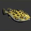Yellow and Black Spotted Pufferfish with Green Eyes White Belly Showing Reflection on Dark Background