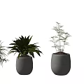 Different Types of Decorative Potted Plants in Ceramic Pots for Indoor Decoration