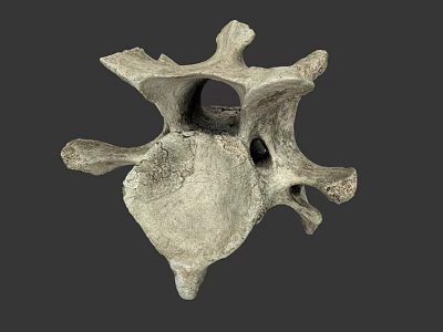 modern spine bone 3d model