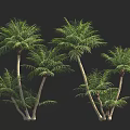 Green Palm Trees With Lush Fronds Growing On Black Background 3d model