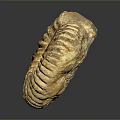 Chi chrysanthemum stone ancient fossil stone chrysanthemum fossil items 3d model