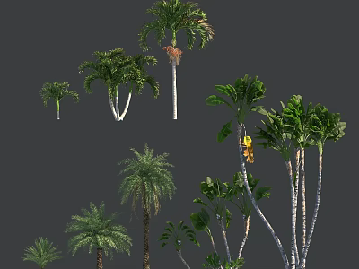 Variety of Tropical Trees with Diverse Species Heights and Leaf Forms 3d model