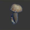 Fresh Edible Mushroom With Orange Brown Cracked Cap And Stalk