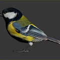 Small Colorful Bird With Black Head White Cheek Yellow Belly And Blue Wings