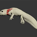White Axolotl with Red Feathery External Gills on Black Background Showing Reflection 3d model