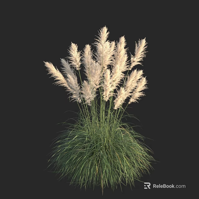 Tall Pampas Grass with Green Stems and Fluffy White Plumes Against Black Background 3d model 