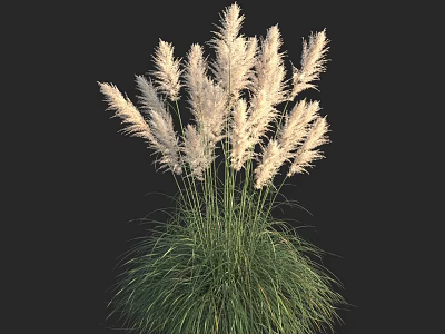 Tall Pampas Grass with Green Stems and Fluffy White Plumes Against Black Background 3d model