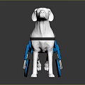 Dog Mobility Assistive Device With Blue Wheelchair Frame And Supportive Harness