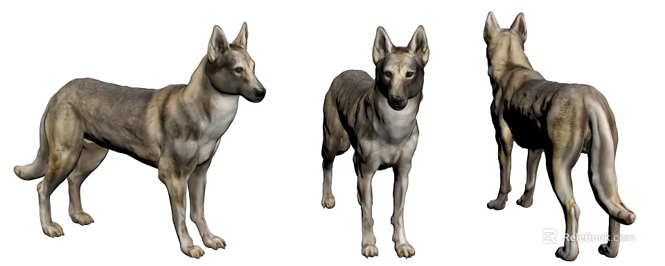 Three 3D Dog Models In Different Angles With Realistic Fur And Standing Poses 3d model 