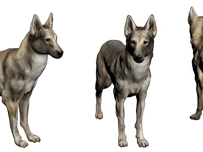 Three 3D Dog Models In Different Angles With Realistic Fur And Standing Poses 3d model