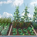 Growing Vegetable Garden With Climbing Beans Ripe Tomatoes Fresh Lettuce Herbs And Flowers