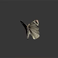 Detailed View Of White Moth Displaying Delicate Wing Texture On Dark Background With Reflection