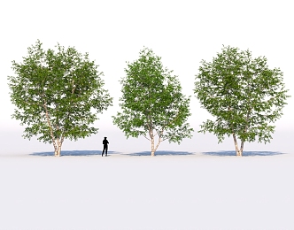 Garden Landscape Trees Birch Trees Elm Trees Solitary Tree Planting Pool Sits High Pole Green Planting 3d model