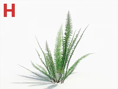 Green Fern Plant With Lush Green Fronds And White Background For Indoor Natural Decor 3d model