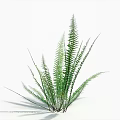 Green Fern Plant With Lush Green Fronds And White Background For Indoor Natural Decor