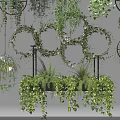 Beautiful Hanging Basket Plants With Lush Green Foliage For Indoor Decoration