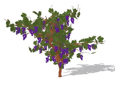 Lush Vine Plant Growing on Brown Stem with Purple Fruits and Green Leaves 3d model