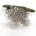 Natural Plant Structure With Green Grassy Top And Exposed Intertwined Roots