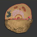 Cell Structure Model Displaying Organelles As Fundamental Units Of Organs And Hair