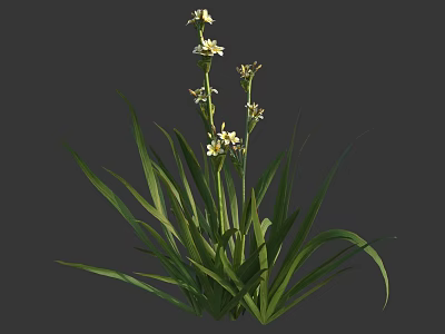 Lush Flower Plant Featuring Long Green Leaves And White Small Flowers 3d model