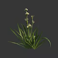 Lush Flower Plant Featuring Long Green Leaves And White Small Flowers