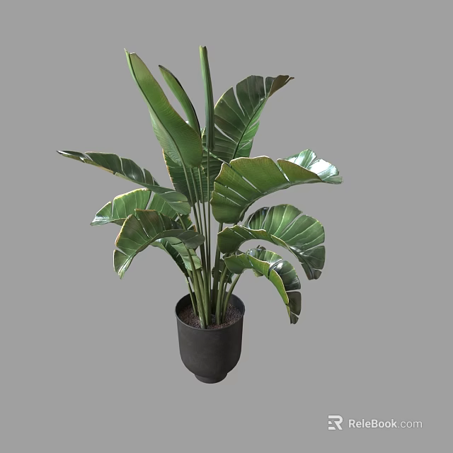 Large Tropical Potted Plant With Broad Green Leaves In Dark Pot 3d model 