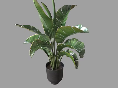 Large Tropical Potted Plant With Broad Green Leaves In Dark Pot 3d model
