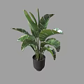 Large Tropical Potted Plant With Broad Green Leaves In Dark Pot
