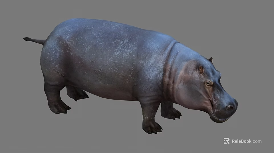 Realistic Detailed 3D Rendered Gray Hippopotamus Standing in Studio Background 3d model 