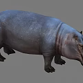 Realistic Detailed 3D Rendered Gray Hippopotamus Standing in Studio Background 3d model