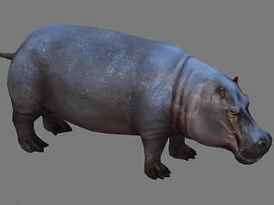 Hippo 3d model