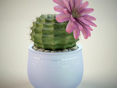 Decorative Green Cactus Potted Plant With Pink Flower In White Pot And Small Pebbles 3d model