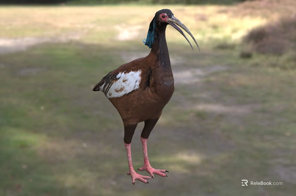 Bird With Blue Head Feathers Long Beak Brown Body White Wing Patches Standing On Grass 3d model 
