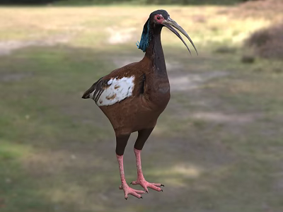 Bird With Blue Head Feathers Long Beak Brown Body White Wing Patches Standing On Grass 3d model