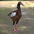 Bird With Blue Head Feathers Long Beak Brown Body White Wing Patches Standing On Grass