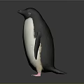 Adorable Penguin With Black And White Feathers And Pink Feet Standing On Dark Background