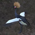 Black Crowned Crane Flight Animal With Golden Crest Black Body White Wings Standing On Grassland