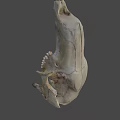 Ancient Animal Skull From Australian National University Archaeology And Digital Humanities