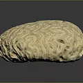 Natural Round Marine Coral With Intricate Surface Patterns And Textured Structure 3d model