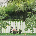 Blooming Flower Pots And Lemon Trees By White Picket Fence In Green Garden