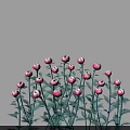 Blooming Pink and Purple Peony Flowers with Green Stems and Leaves on Black Background