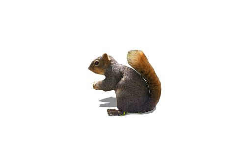 Modern Squirrel Little Squirrel 3d model