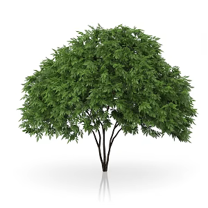tree osmanthus tree plant trees landscape tree garden landscape tree 3d model