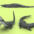 Aquatic Animals Crocodiles Shown in Three Different Poses Including Open Mouth