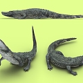 Modern Crocodile 3d model