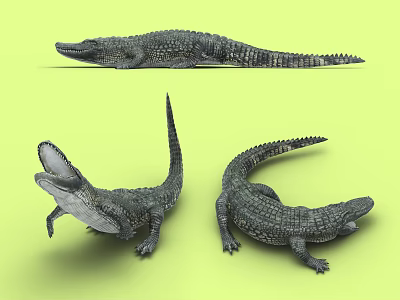 Aquatic Animals Crocodiles Shown in Three Different Poses Including Open Mouth 3d model