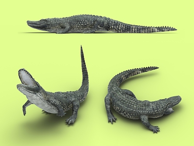 Modern Crocodile 3d model