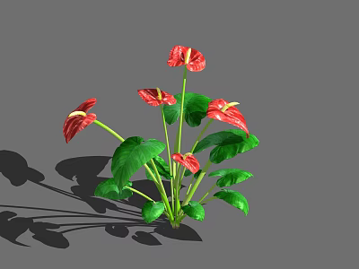 Vibrant Anthurium Flowers With Red Blooms And Lush Green Leaves 3d model