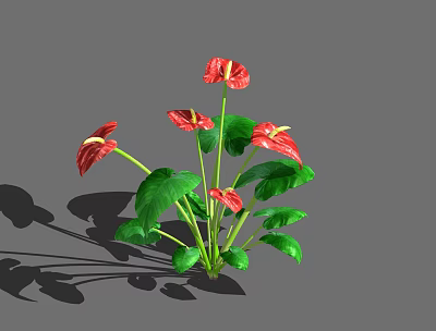 Vibrant Anthurium Flowers With Red Blooms And Lush Green Leaves 3d model