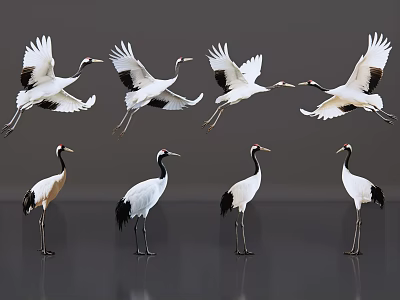Red-crowned Cranes Flying And Standing With White Black Plumage And Red Crown 3d model